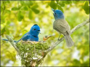 Niebieskie ptaki i pisklę w gnieździe