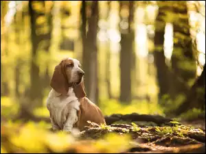 Pies rasy Basset hound na leśnej polanie