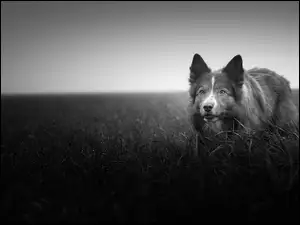 Czarno-białe zdjęcie psa Border collie na trawie