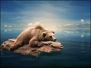 Niedźwiedź brunatny płynący na kłodzie drzewa po morzu