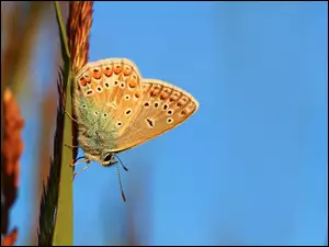 Motyl Modraszek na źdźble trawy