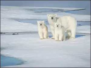 Polarne niedźwiedzie na krze lodowej