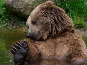 Niedźwiedź podczas kąpieli w rzece