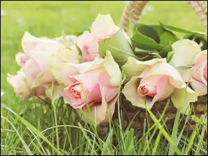 Koszyk różowych róż na trawie