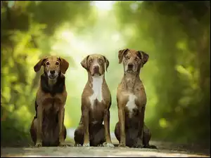 Trzy psy pozują do zdjęcia w parkowej alejce