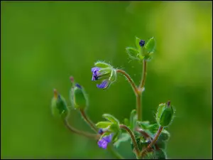 Pąki i rozwijające się niebieskie kwiaty w makro na zielonym tle