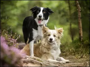 Dwa psy w lesie obok wrzosów