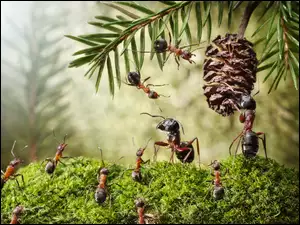 mrówki uwijają sie przy pracy