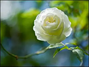 Biała róża na rozmytym tle