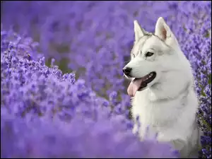 Siberian Husky w kwiatach lawendy