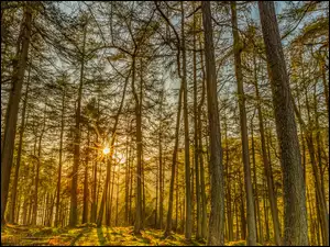 Promienie słońca przebijają się przez drzewa w lesie