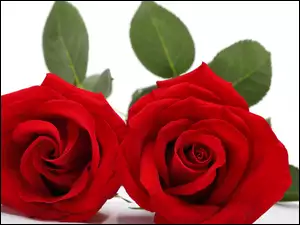 Dwie czerwone róże z listkami