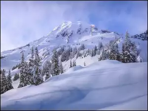 Zimowy widok na ośnieżone góry i świerki