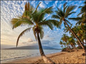 Palmy nad oceanem na Hawajach