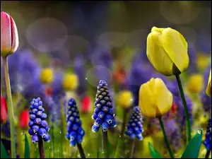 Wiosenne, Szafirki, Kwiaty, Tulipany