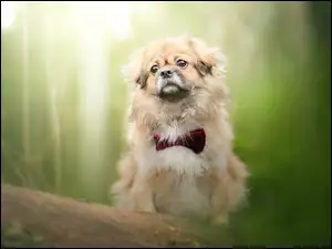 Pies Pekińczyk z muchą
