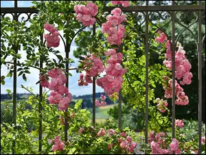 Brama ogrodowa opleciona różanymi gałązkami