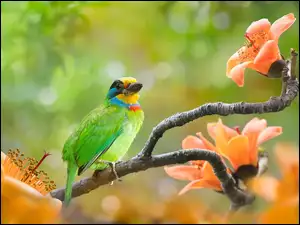 Kolorowy ptak na gałązce drzewa z pomarańczowymi kwiatami