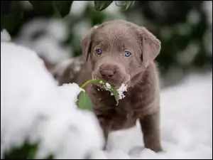 Labrador retriever na śniegu