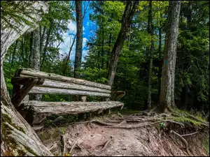 nad urwiskiem w lesie stoi stara ławeczka