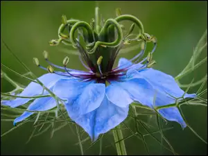 Rozwinięty kwiat czarnuszki z pręcikami w zbliżeniu