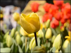 Kolorowe tulipany w rozmyciu