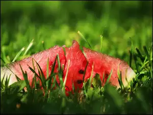 Cząstki arbuza w trawie