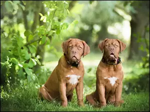 Dwa psy rasy Dog de Bordeaux siedzą na leśnej polanie