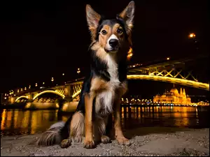 Pies nad rzeką z widokiem na oświetlony most