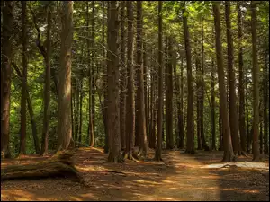 Droga między drzewami w lesie