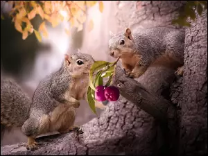 Wiewiórki na drzewie z jagodową gałązką