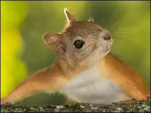 Zerkająca wiewiórka