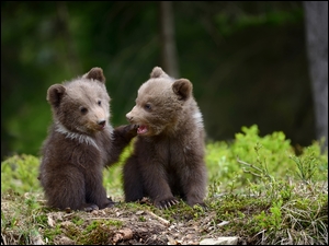 Brunatne niedźwiadki na leśnej polanie