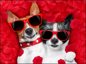 chihuahua i Jack Russel terrier w okularach