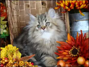Kot domowy koło kwiatków