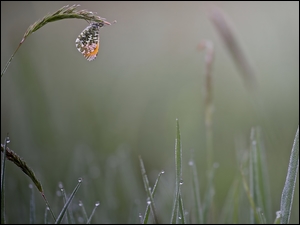 Motyl na trawie w kroplach rosy