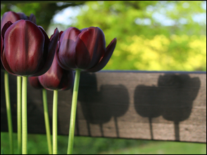 Bordowe tulipany w odbiciu na desce na rozmytym tle