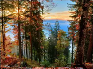 Jesienny krajobraz w lesie