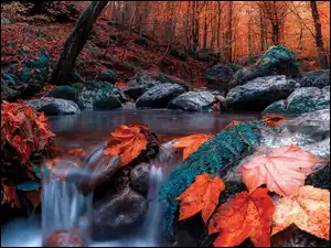Rzeka z liśćmi na kamieniach w lesie