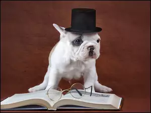 Zaczytany Buldog francuski w kapeluszu i okularami
