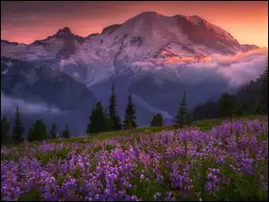Kwiatowa łąka z widokiem na Stratowulkan Mount Rainier w Kaliforni