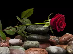 Czerwona róża położona na kamieniach