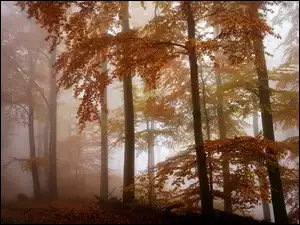 jesienny las z mgłą o poranku