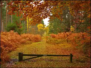 Piękna złota jesień w lesie