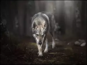 Pies Wilczak czechosłowacki w lesie
