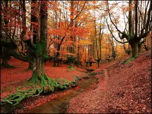 Leśny potok jesienią