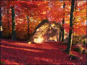 Kolorowe liście w promieniach słońca