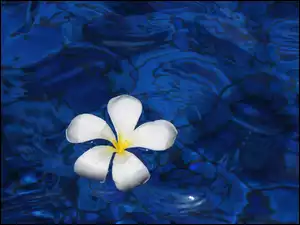 Biała Plumeria w niebieskiej wodzie