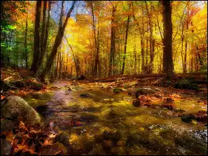Rzeka z kamieniami i liśćmi w lesie