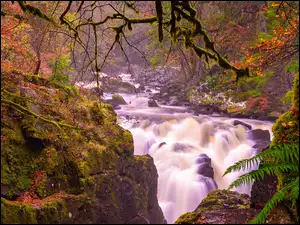Las państwowy Hermitage, Rzeka Braan, Hrabstwo Perthshire, Omszałe, Szkocja, Skały, Las Craigvinean, Jesień
